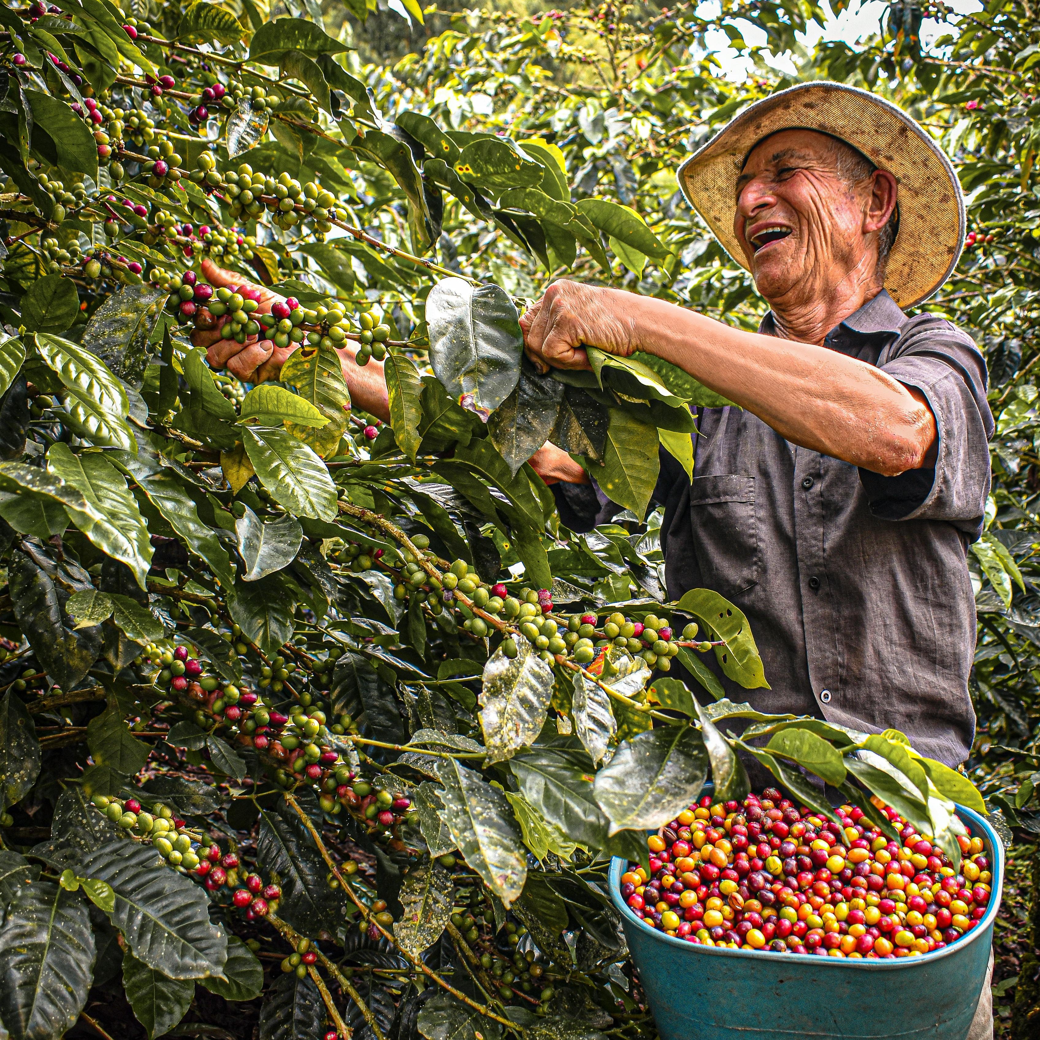 Man harvesting coffee beans from a tree with a bucket filled with red and green coffee berries.